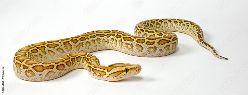 Obraz premium Dunkler Tigerpython // Burmese python, Indian rock python (Python bivittatus) - colour morph