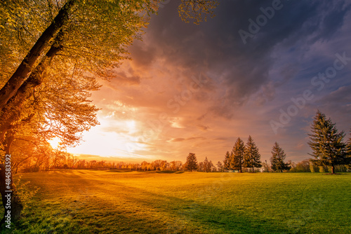 Bright sunset, forest edge and green meadow.