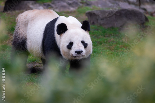 Obraz na płótnie Portrait of a panda in the meadow w salonie