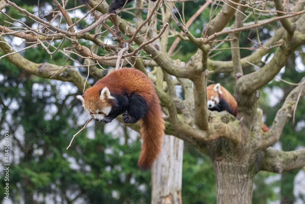Red panda playing in the tree