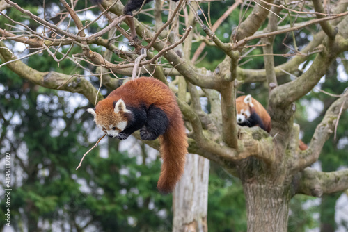 Obraz na płótnie Red panda playing in the tree w salonie