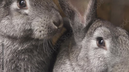 Always chewing gray rabbits close up photo