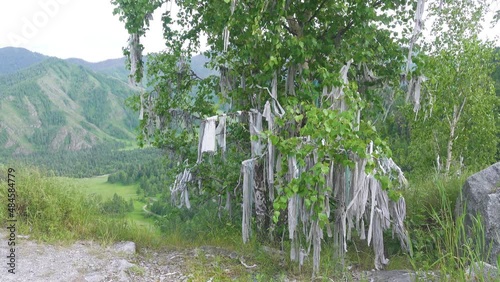 The tree of happiness is hung with linen ribbons from passers-by and pilgrims. Atavism of pagan worship. Altai Territory. Siberia photo