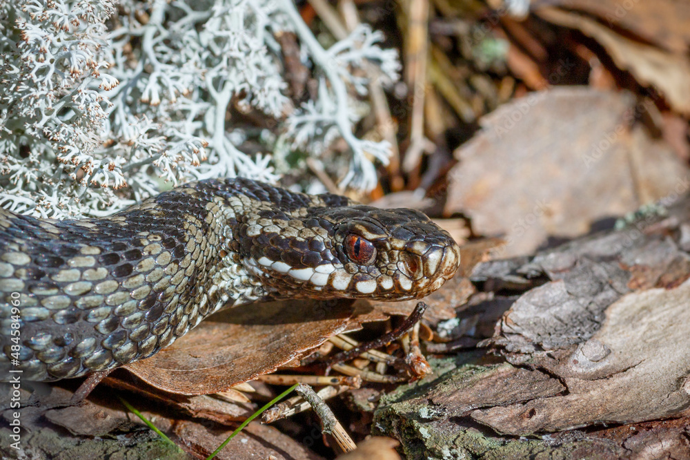 Obraz premium The head of a snake viper