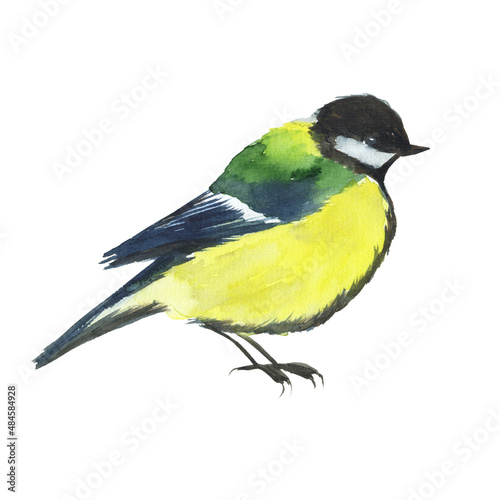 Watercolor chickadee bird isolated on white background. Hand drawing illustration of animal. Titmouse.