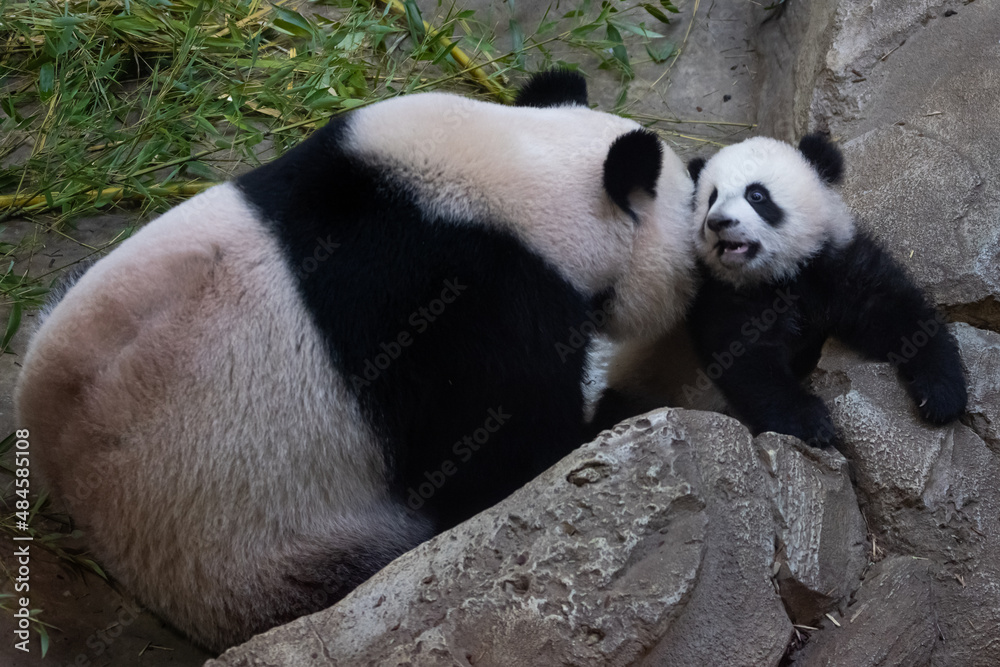 A baby panda plays with its mother