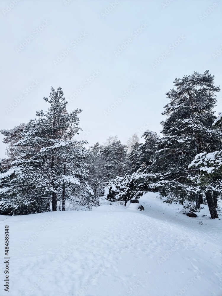 Obraz premium snow covered trees