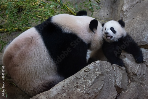 Obraz na płótnie A baby panda plays with its mother w salonie