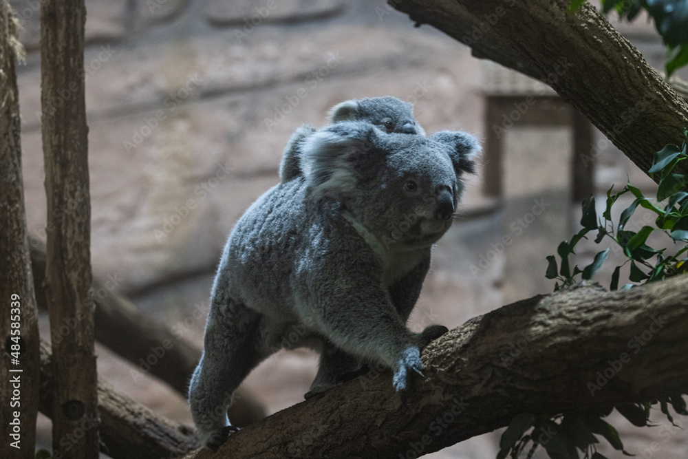 A baby koala and its mother walk in a tree