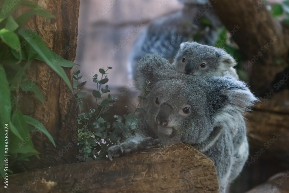A baby koala and its mother walk in a tree