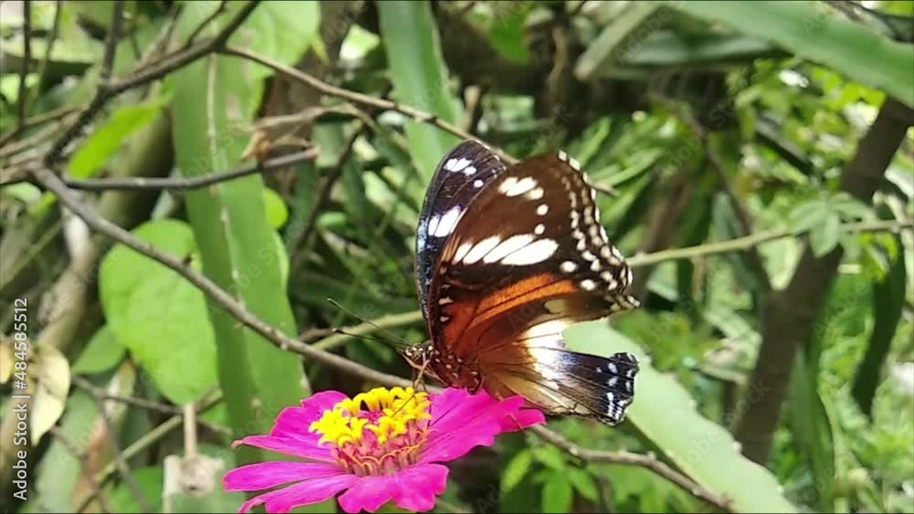 black butterfly perched on a red flower in the wild forest black butterfly perched on a red flower in the wild forest