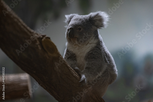 Fototapeta Naklejka Na Ścianę i Meble -  A koala sleeping in the tree