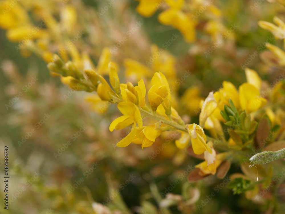Genêt à balais 'Golden Sunlight' ou cytisus scoparius à floraison éclatante jaune or au sommet de tiges Genêt à balais 'Golden Sunlight' ou cytisus scoparius à floraison éclatante jaune or au sommet de tiges