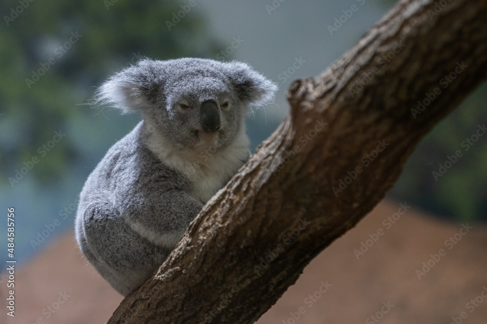A koala sleeping in the tree
