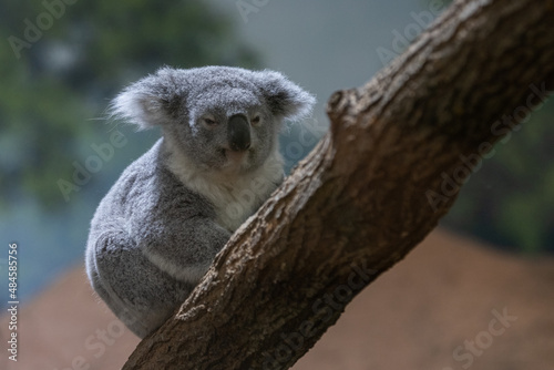 Obraz na płótnie A koala sleeping in the tree w salonie