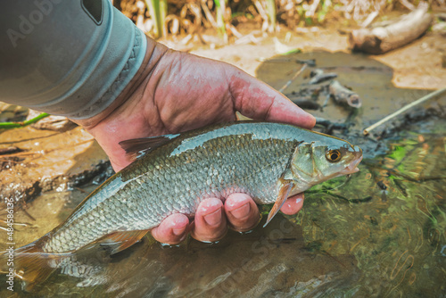 Fototapeta Naklejka Na Ścianę i Meble -  The fish of the dace is caught on the fly. Fly fishing.