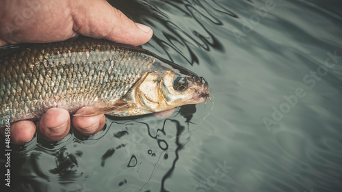 Canvas Print The fish of the dace is caught on the fly. Fly fishing.