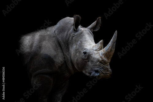 Portrait of a white rhino with a black background