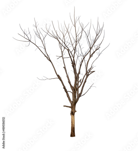 Isolated tree with no leaves or dead tree on white background