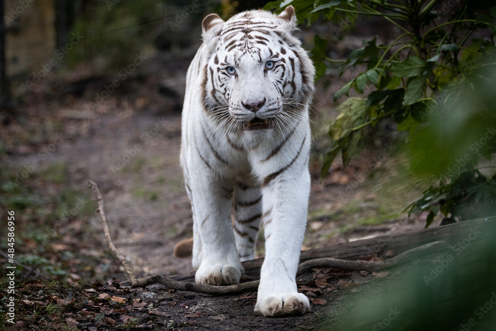 Portrait of a withe tiger in the forest