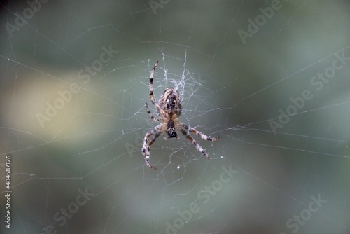 spider on a web