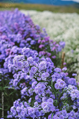 Close-up purple pink and manure Margaret flowers in natural 