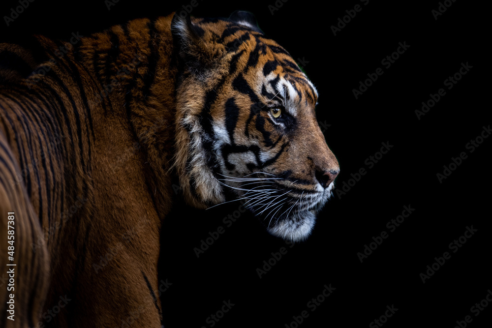 Portrait of a tiger with a black backgroung