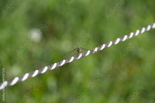 close up of a dragonfly