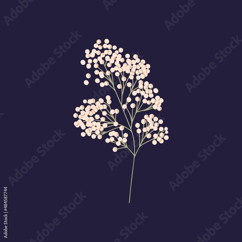 Gypsophila branch with small white flowers. Dry Baby breath, decorative floral plant. Pretty gentle and elegant stem with little soft blooms, buds. Isolated botanical flat vector illustration