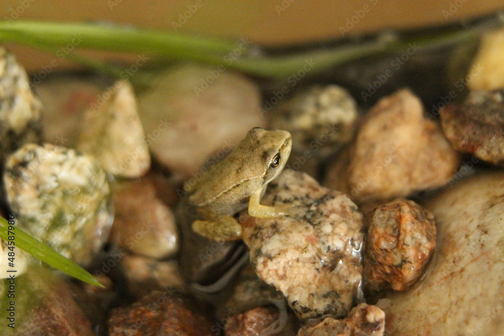 Naklejka premium Petite grenouille sur des pierres