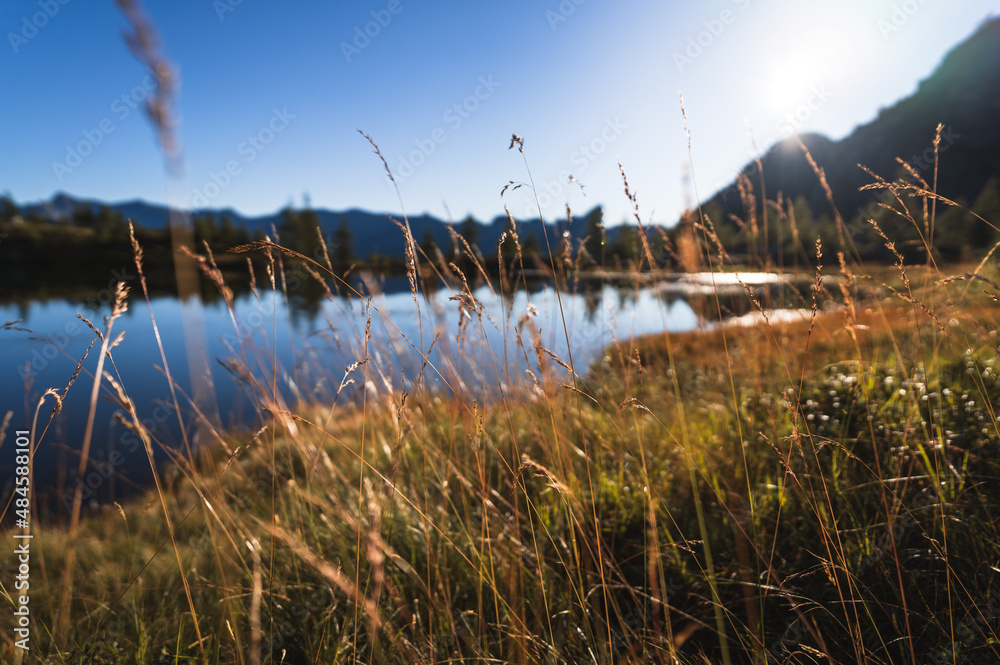 Grass in the Swiss alps during a tranquil sunrise at a leks. Shallow D.O.F. Grass in the Swiss alps during a tranquil sunrise at a leks. Shallow D.O.F.