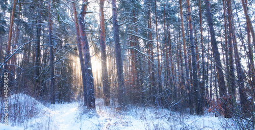 Morning in the winter forest. Sunrise. Wonderful winter landscape. © maykal