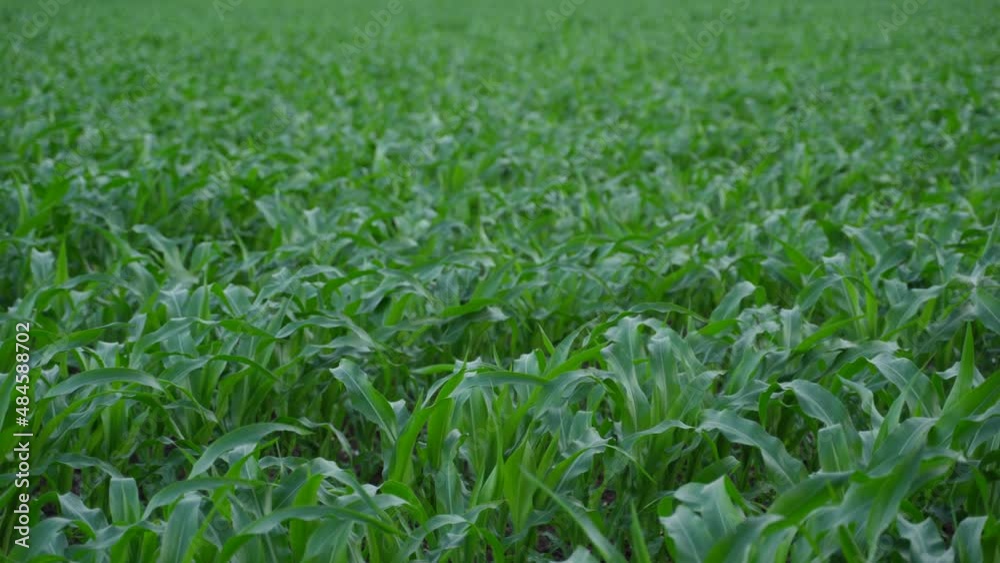 Green corn agriculture field with sky background. Green corn agriculture field with sky background.