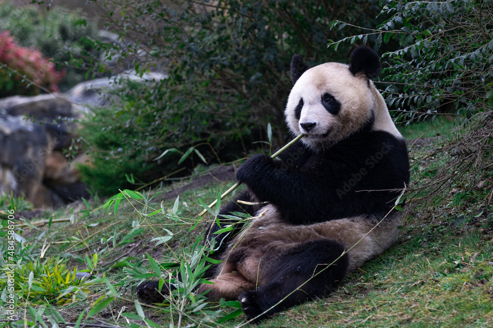 Panda eating bamboo in the forest