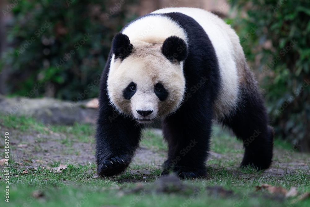 Portrait of a panda in the meadow