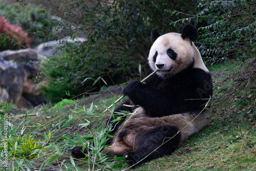 Obraz na płótnie Panda eating bamboo in the forest w salonie