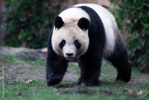 Portrait of a panda in the meadow