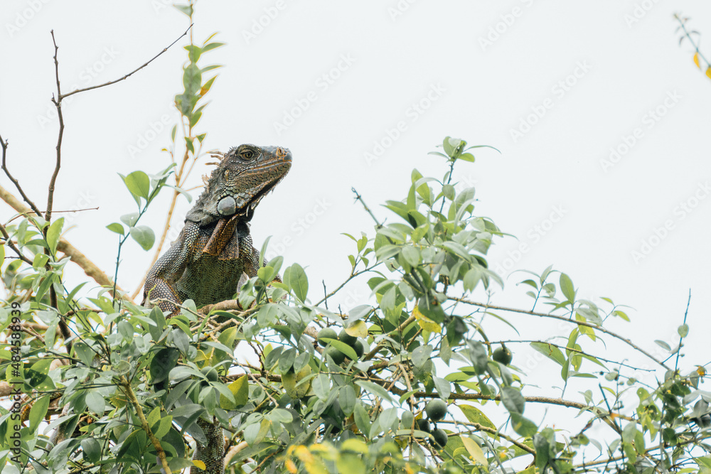 Obraz premium Profile of an iguana sunbathing in the branches of a tree