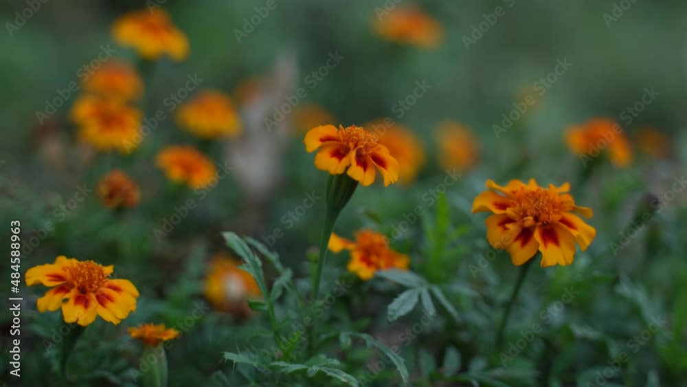 Orange marigold flower agriculture field. Orange marigold flower agriculture field.