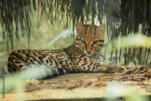 Front view photo of an ocelot looking at the camera lying on wooden planks in the Amazon jungle photo
