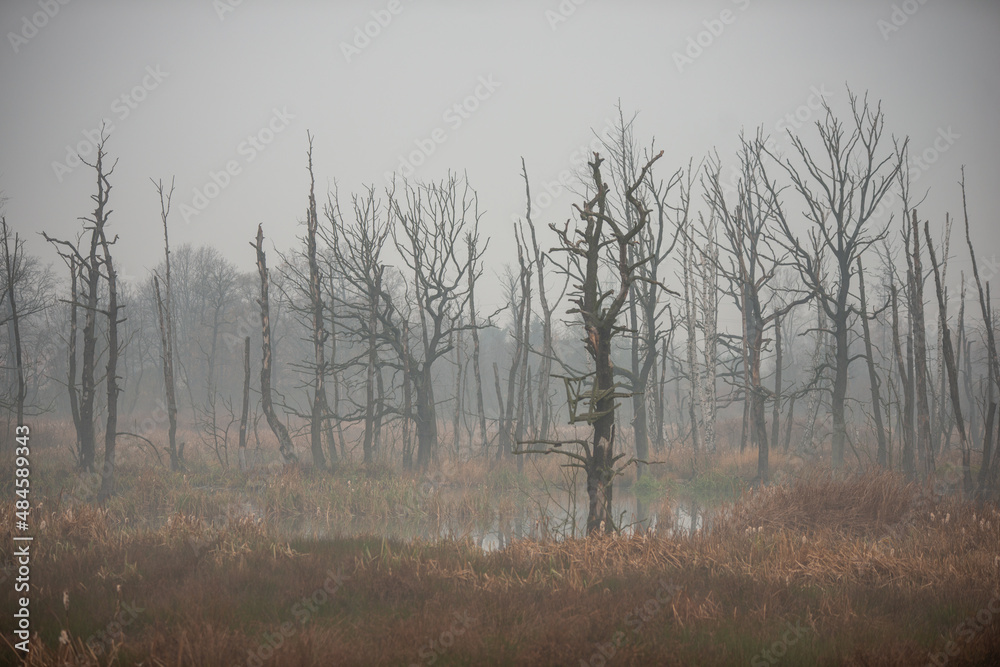 Obraz premium Martwy las