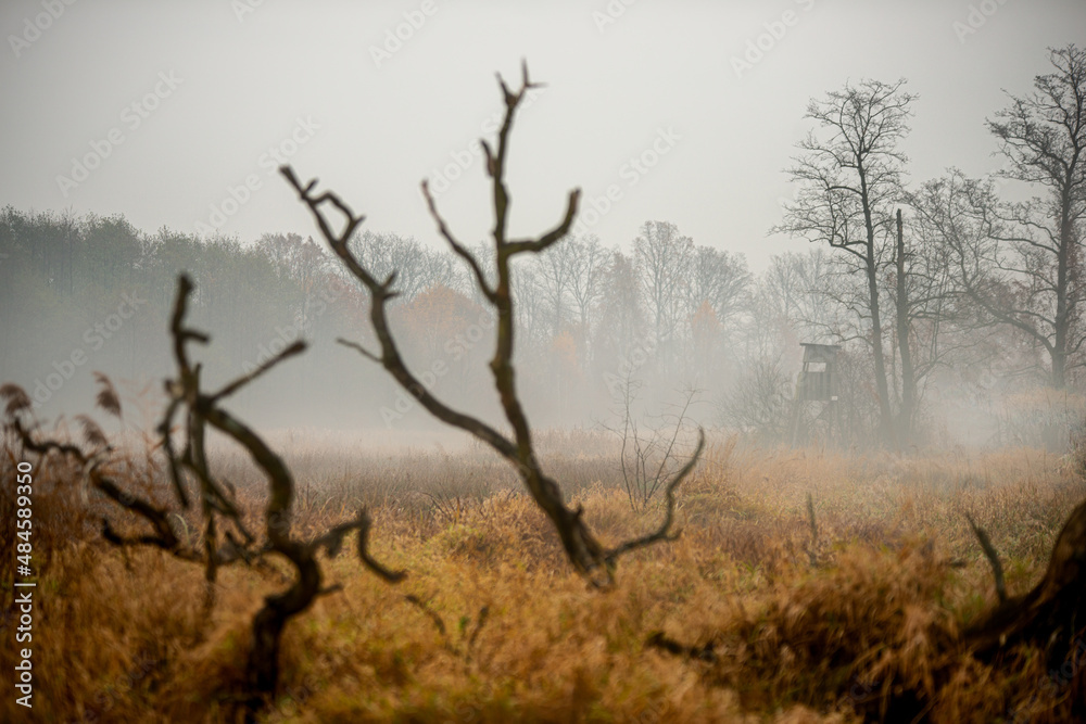 Obraz premium Martwy las