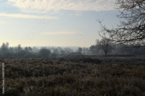 Winter Landschaft in der Lüneburger Heide, Niedersachsen