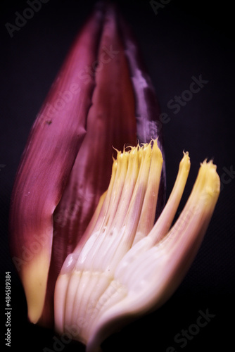 Close-up of Banana plaintain flower with a dark background