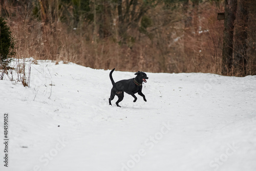 black labrador runs through the snow in winter in the forest