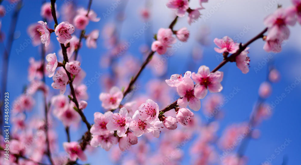 spring pink flowers with blue sky background spring pink flowers with blue sky background