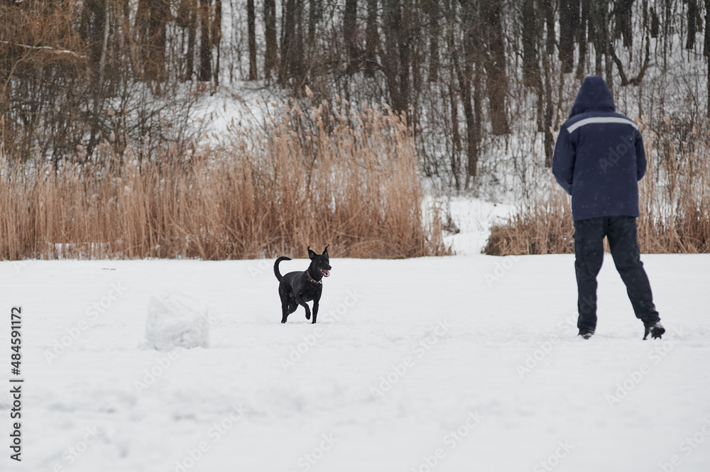 man walks with a black labrador in winter in the forest, january