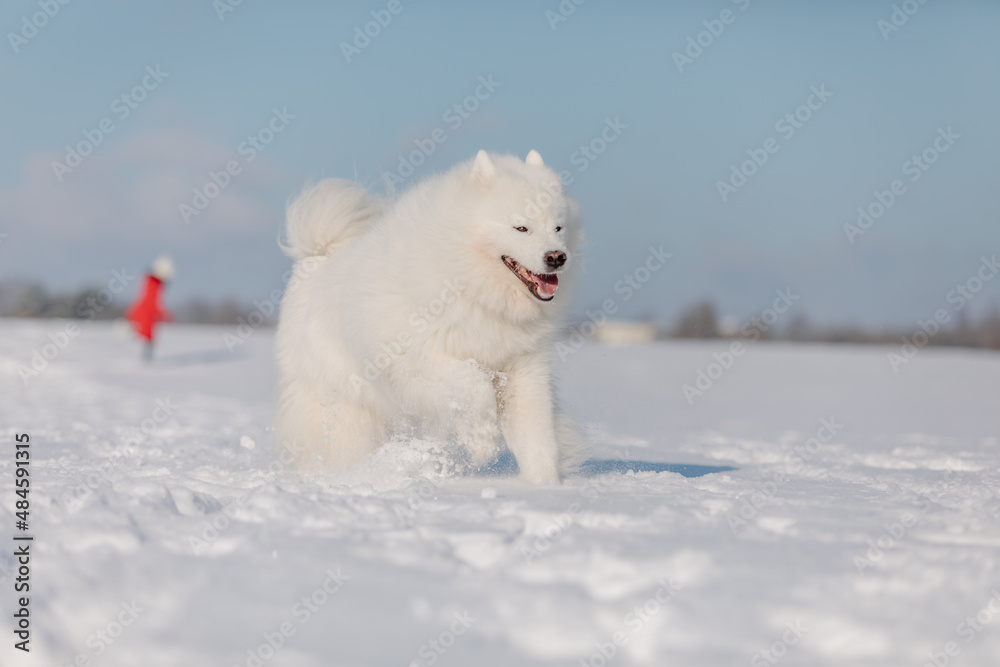 White dog in the snow. Samoyed dog in winter landscape. Winter time. Fluffy smiling dog