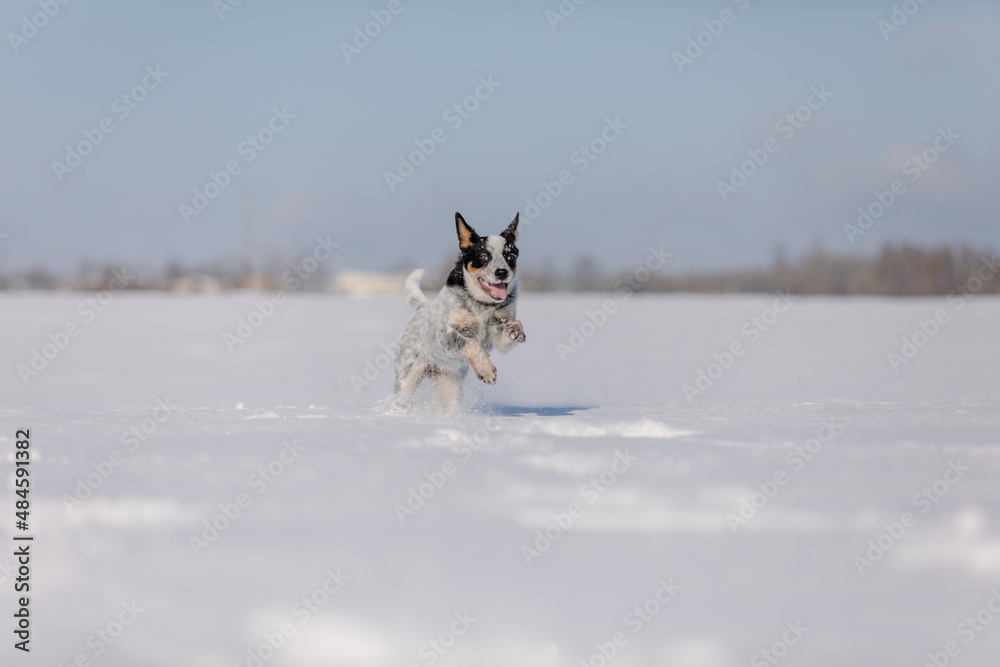 Dog having fun in winter snow. Puppy running in the snow. Australian cattle dog breed. Blue heeler dog in winter.