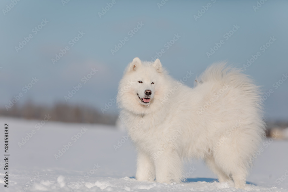 White dog in the snow. Samoyed dog in winter landscape. Winter time. Fluffy smiling dog White dog in the snow. Samoyed dog in winter landscape. Winter time. Fluffy smiling dog